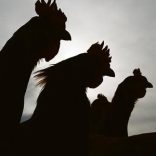 poultry.file