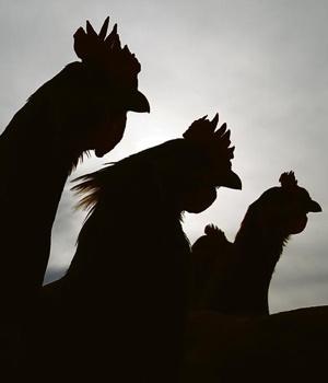 poultry.file