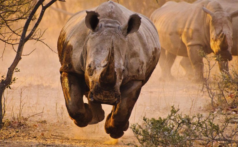 rhino.run