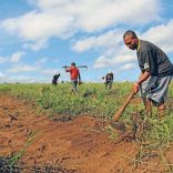 Mhoje_agriculture1_photo_jpg