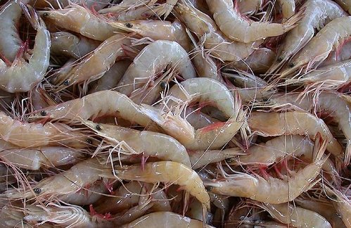 Mhoje_shrimpcatch_photo_jpg