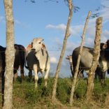 Mozambique.cattle