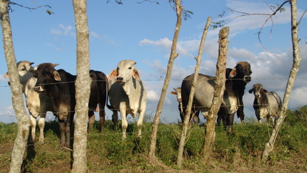 Mozambique.cattle