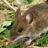 RATOS1