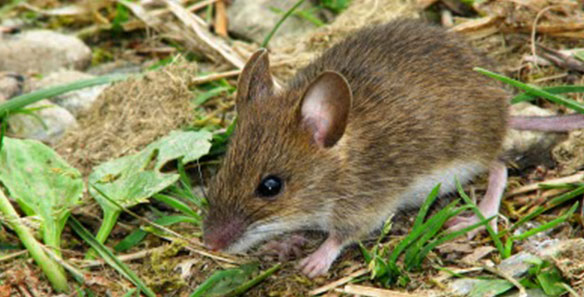 RATOS1