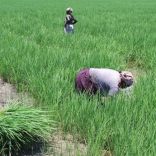agriculture.not