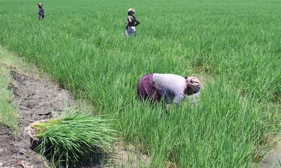 agriculture.not