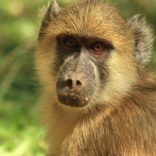 baboon.stock