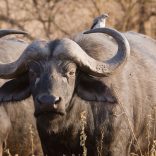 buffaloes3