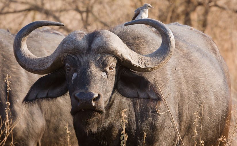 buffaloes3