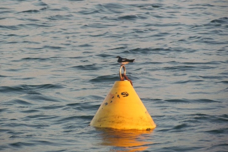 buoys.file