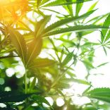 cannabis.file