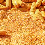 corn-milling