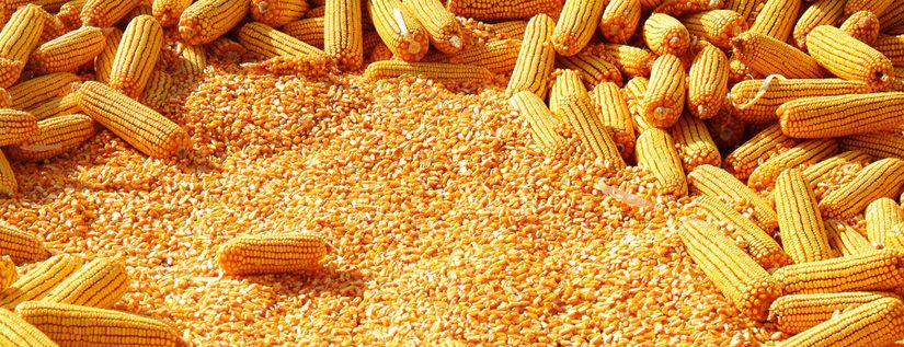 corn-milling