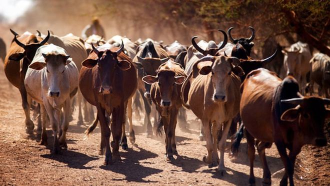 cows,afp