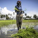 A Mozambican woman works in a rice paddy in Palma, where large deposits of natural gas where found offshore, on February 16, 2017. / AFP PHOTO / JOHN WESSELS
