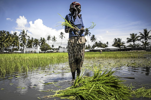 A Mozambican woman works in a rice paddy in Palma, where large deposits of natural gas where found offshore, on February 16, 2017. / AFP PHOTO / JOHN WESSELS