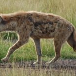 hyena