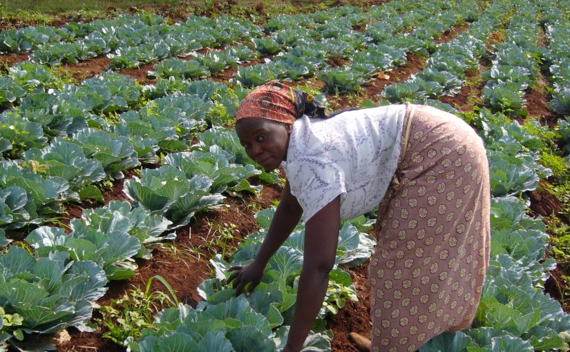 ifad.mozambique1
