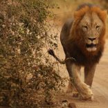 lion.getty