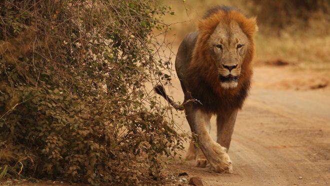 lion.getty