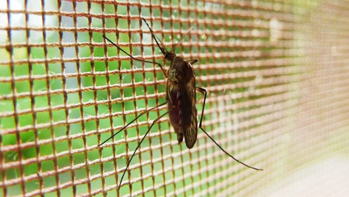 mosquitonets3