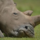 rhino.file1