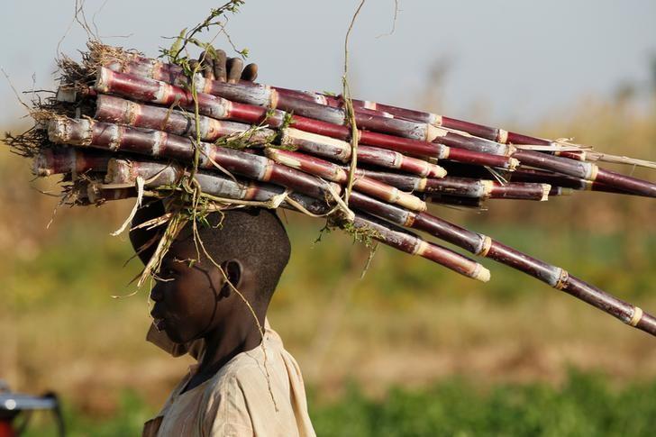 A boy carries sugar cane through a farm on the outskirt of Zaria in Nigeria's northern state of Kaduna November 15, 2016.REUTERS/Akintunde Akinleye