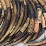 tusks