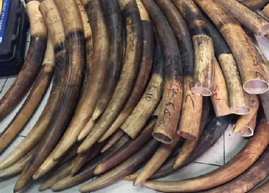 tusks