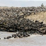 FILE PHOTO: Wildebeests (connochaetes taurinus) cross the Mara river during their migration to the greener pastures, between the Maasai Mara game reserve and the open plains of the Serengeti, southwest Nairobi Kenya, August 15, 2016. REUTERS/Thomas Mukoya/File Photo
