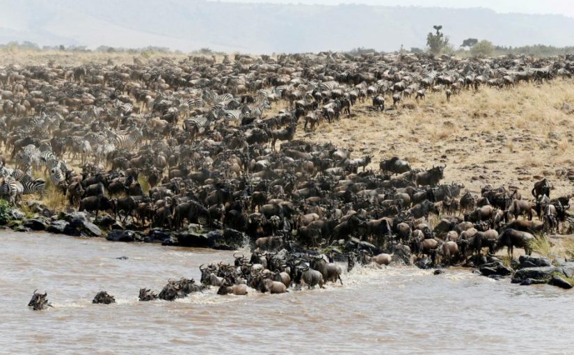 FILE PHOTO: Wildebeests (connochaetes taurinus) cross the Mara river during their migration to the greener pastures, between the Maasai Mara game reserve and the open plains of the Serengeti, southwest Nairobi Kenya, August 15, 2016. REUTERS/Thomas Mukoya/File Photo