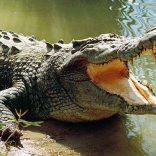 Crocodile_pic_daily-sun