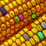 GMO-Corn