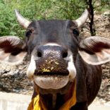 WEB_PHOTO_cowy