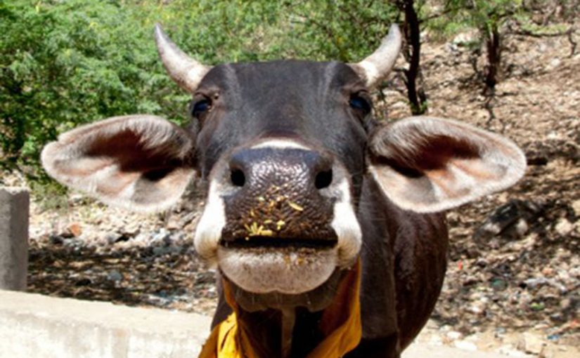 WEB_PHOTO_cowy