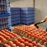 Eggs are packed to be sold at a poultry farm in Wortel near Antwerp, Belgium August 8, 2017. REUTERS/Francois Lenoir