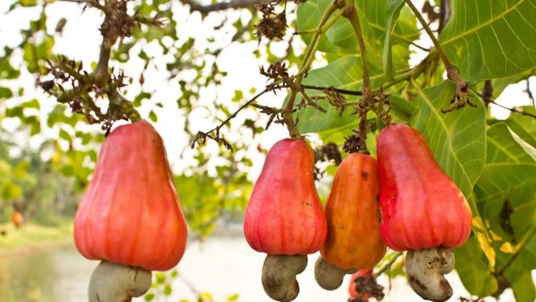 cashew.pic.mz