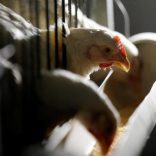 chicken.brazil.r