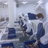 clams