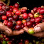 La paz de Colombia aumentará productividad cafetera, según Bloomberg