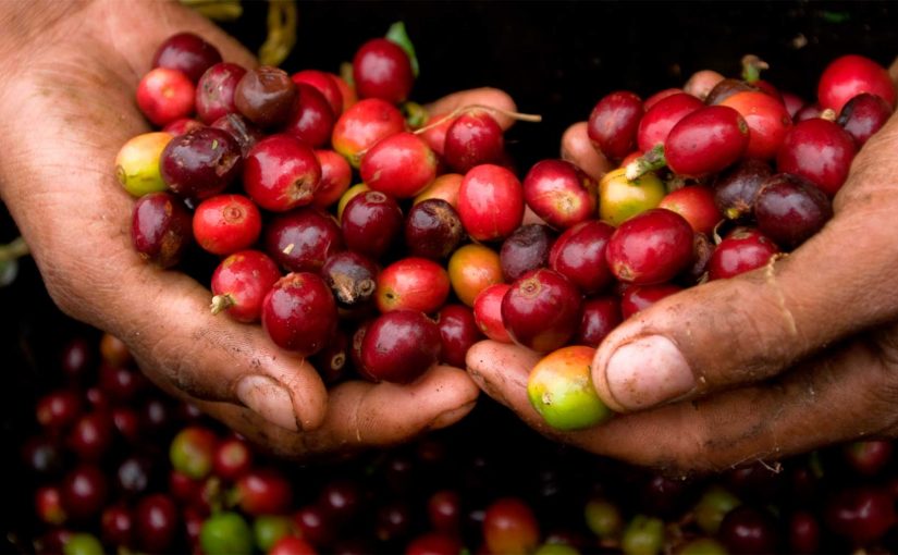 La paz de Colombia aumentará productividad cafetera, según Bloomberg