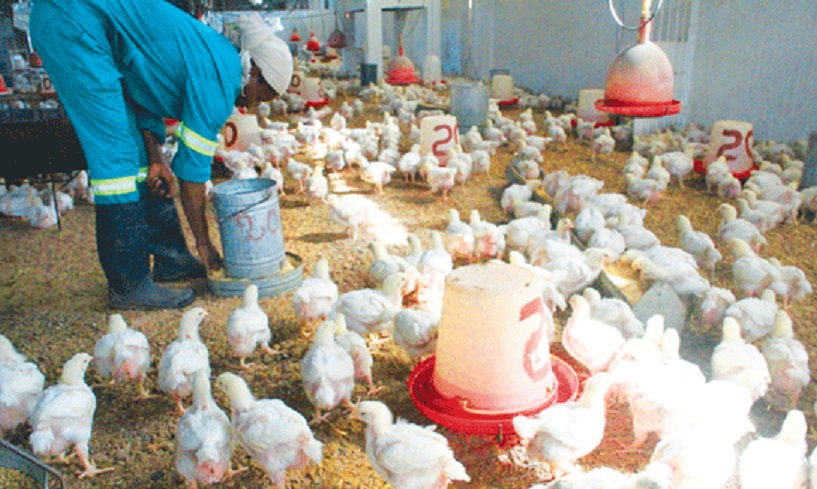 Mhoje_chickenmoz1_photo_jpg