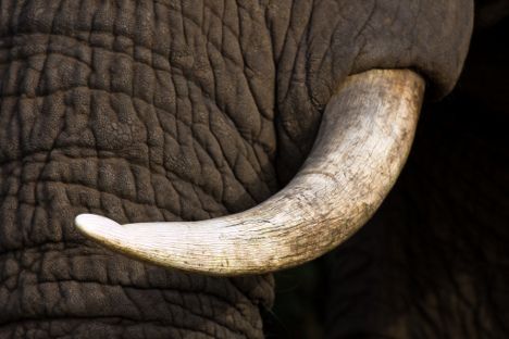 Mhoje_elephanttusk_photo_jpg