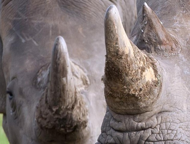 Mhoje_rhinopoaching1_photo_jpg
