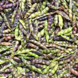 Unsheild-Pigeon-Peas