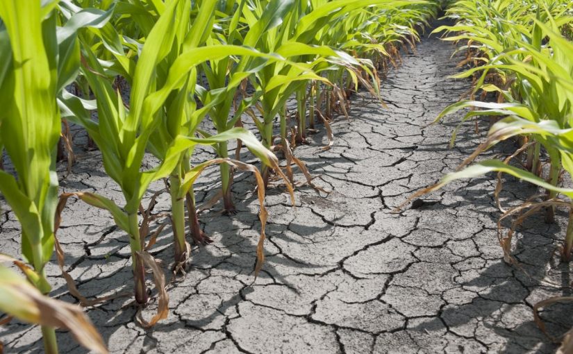 crop.drought.resistant1