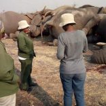 elephants.botwana