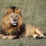 lionlion