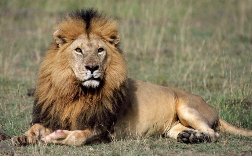 lionlion